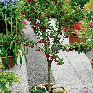 Mini / patuljasto voće - Trešnja