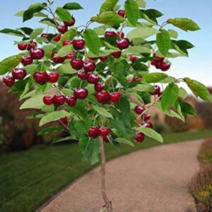 Mini / patuljasto voće - Višnja