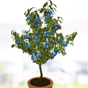 Mini / patuljasto voće - Šljiva