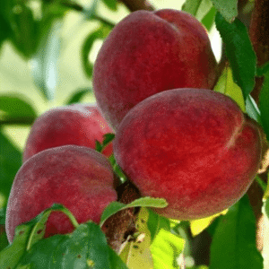 Breskva - Spring krest