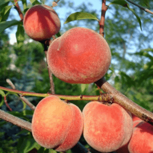 Breskva - Spring tajm
