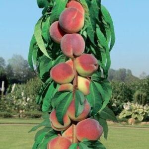 Stubasto voće - Breskva