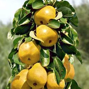 Stubasto voće - Kruška