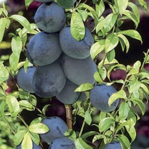 Stubasto voće - Šljiva