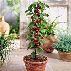 Stubasto voće - Višnja