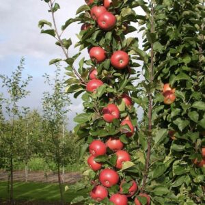 Stubasto voće - Jabuka crvena