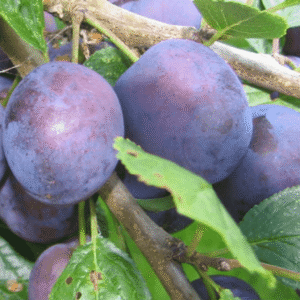 Šljiva - Šumadinka