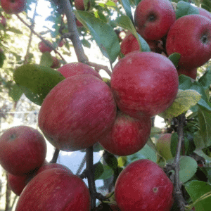 Jabuka stara sorta - Šumatovka