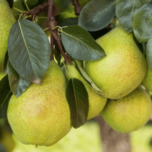 Kruška - Viljemovka