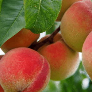 Breskva - Vinogradarska