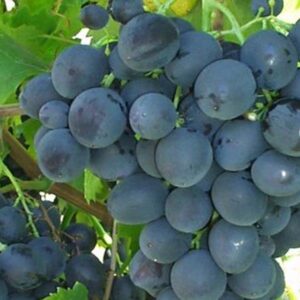 Vinova loza - Karmen