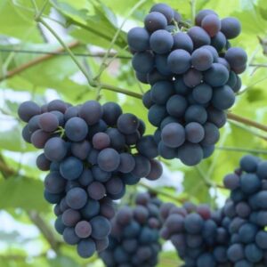 Vinova loza - Muskat Hamburg