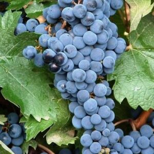 Vinova loza - Probus