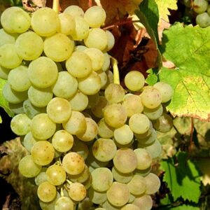 Vinova loza - Afus-Ali