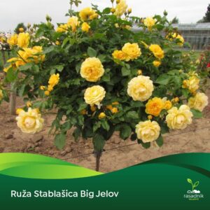 Ruža Stablašica - Big Yellow