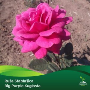 Ruža Stablašica - Big Purple