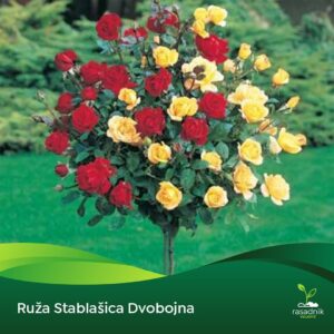 Ruža Stablašica - Dvobojna Crveno Žuta