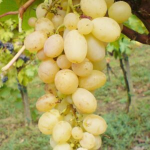 Vinova loza - Damir kapija