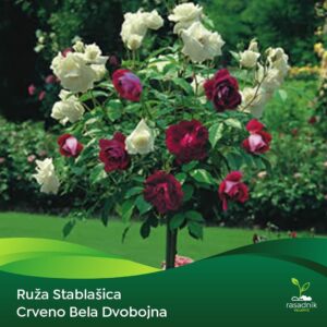 Ruža Stablašica - Sačma Dola