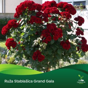 Ruža Stablašica - Grand Gala