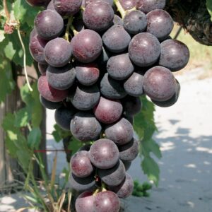 Vinova loza - Kardinal