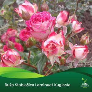 Ruža Stablašica - Laminuet