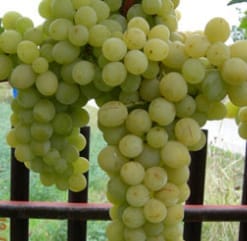 Vinova loza - Viktorija