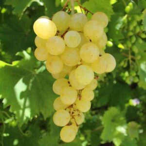 Vinova loza - Matilda