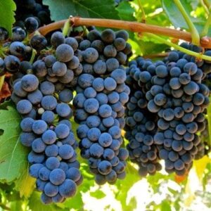 Vinova loza - Mišel Palieri