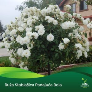 Ruža Stablašica – Bela