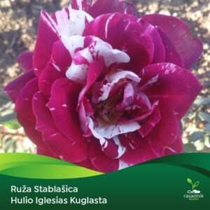 Ruža Stablašica - Hulio Iglesias