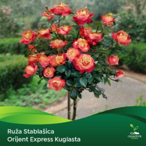 Ruža Stablašica - Orijent Ekspres