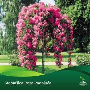 Ruža Stablašica - Roze padajuća