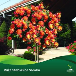 Ruža Stablašica - Samba
