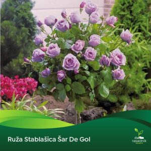 Ruža Stablašica – Šarl de Gol
