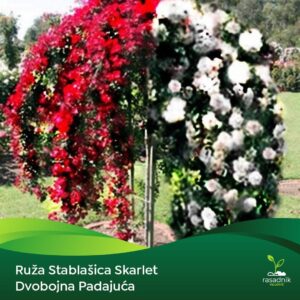 Ruža Stablašica - Skartlet dvobojna