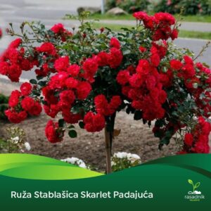 Ruža Stablašica - Skarlet