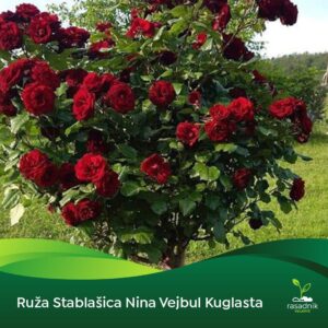 Ruža Stablašica - Nina Vejbul