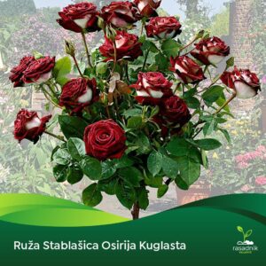 Ruža Stablašica - Osirija