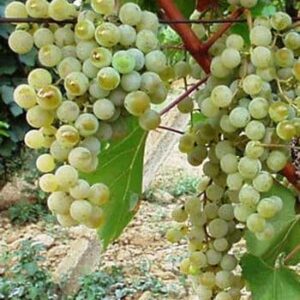 Vinova loza - Morava