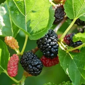 Crni Dud (Morus nigra)