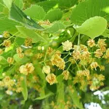 Lipa - (Tilia spp.)