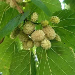 Beli dud (Morus alba)