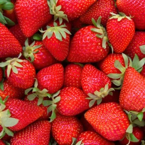 Stalnorađajuće jagode